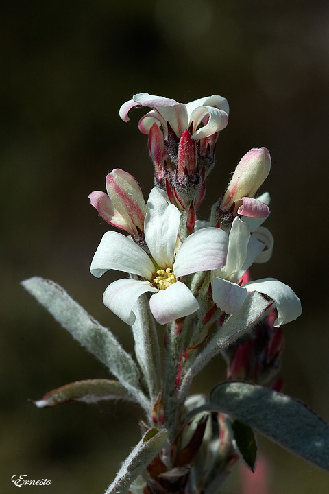 Amelanchier ovalis / Pero corvino
